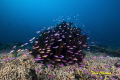 Coral ... 